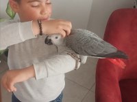 Oğlum tarafından el besleme olarak büyütülmüş jako