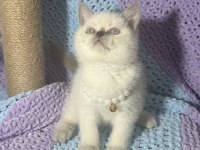 Blue Point British Shorthair