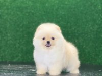 Pomeranian boo yavrularımız