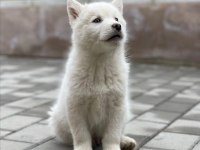 Safkan husky yavrularım