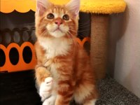 Şampiyonlar torunu şampiyon adayı Maine Coon yavrular