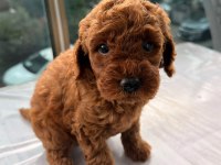Toy Poodle Dark Brown