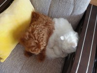 Asil yavrulardan alınmış minyatür poodle
