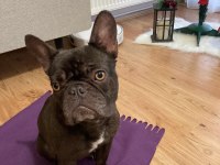 MİCRO FRENCH BULLDOG