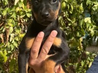 DOBERMAN BEBEKLERİMİZ