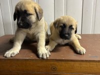 Boz Kangal Yavruları