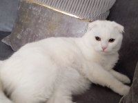 Uysal Scottish Fold Kedim İçin Sahip Aranıyor