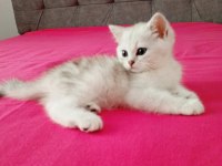 2 aylık erkek british shorthair yavrular