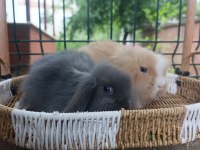 Hollanda Teddy Lop 1+1 Takım Tavşanlar