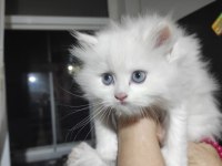 2 aylık 50 günlük chinchilla