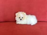 POMERANİAN BOO KÖPEKLERİ