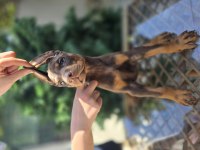 Üst Kalite Kızıl Doberman Yavrular