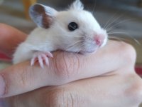 HAMSTER MALZEMELİ