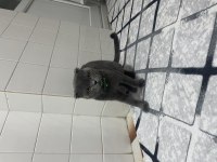 Sıcak yuva arıyoruz scottish fold