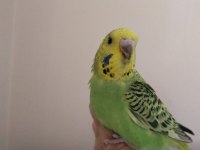 Jumbo yavru muhabbet kuşları