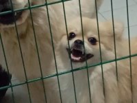 Aşılı Eğitimli Pomeranian Kızımız Yeni Ailesini Arıyor