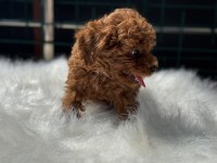 Ankaranın en seçkin redbrown toy poodle yavruları