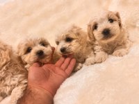 Maltipoo yavrularım yeni yuvalarını bekliyor
