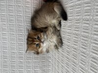 Efsane güzellikte longhair bebekler