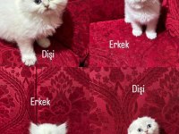 Safkan ırk sağlık garantili british longhair
