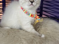British Shorthair Silver Point Yavrular