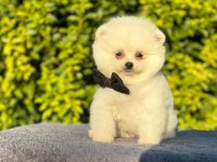 SEVİMLİ POMERANİAN BOO BEBEKLER