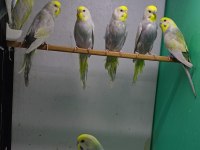 Rainbow Muhabbet Kuşları