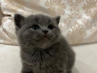 Yavru british shorthair kedimizi sahiplendirme