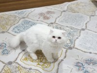 EĞİTİMLİ SAFKAN İRAN KEDİMİZ