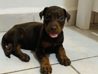 Doberman Yavruları