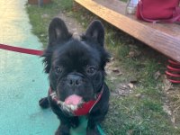 FLUFFY FRENCH BULLDOG