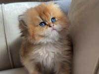 Longhair Golden yavrularımız yeni ailelerini bekliyor