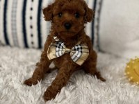 Orijinal Toy Poodle Bebek Köpeklerimiz