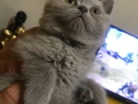 18 Nisan doğumlu british shorthair