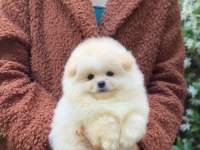 Orjinal Pomeranian