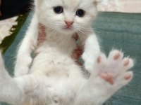 Scottish fold ve scottish straigt yavrularım