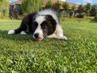 Border Collie Yavruları Istanbul  