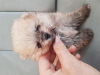 Pomeranian dişi erkek