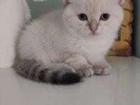 BRİTİSH SHORTHAİR ERKEK HEMEN TESLİM