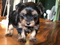 Ankaranın en güzel tea cup yorkshire terrier leri
