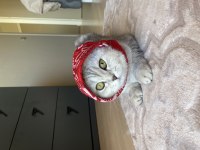 Adı luna çok tatlı ve sakin bir scottish fold