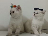 Ücretsiz british shorthair sahiplendirme