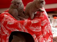 Erkek british shorthair kedilerimiz sağlıklı kaliteli