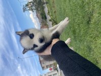 A kalite Husky