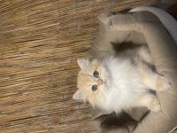 Anne Baba Şecereli NY12 Safkan British Longhair Dişi