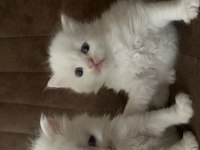 2 buçuk aylık british longhair yavru kediler