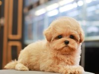 ANTİALERJİK TEACUP MALTIPOO BEBEKLERİMİZ