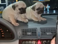 Muhteşem Pug Mops Bebekler