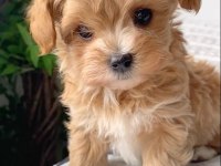 Kore Maltipoo