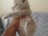 British Longhair Dişi Yavru